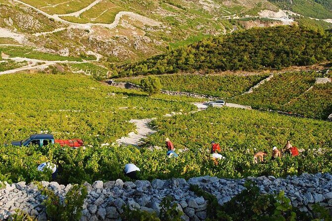 Oysters & Wine Tour From Dubrovnik (Small Group) - FAQs