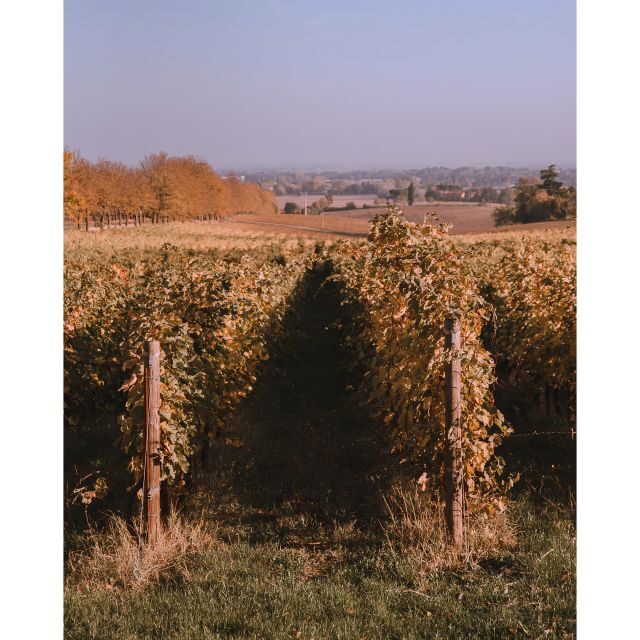 Ozzano Emilia: Guided Cellar Walking Tour with Wine Tasting - The Value of the Experience