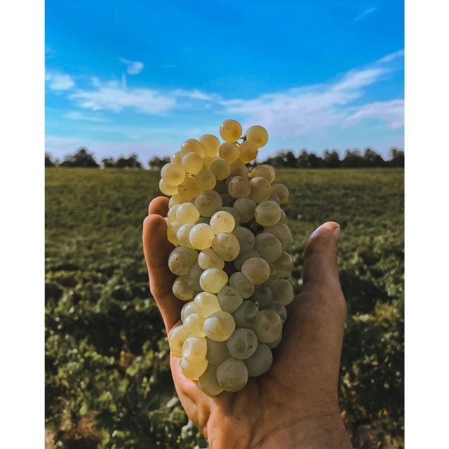 Ozzano Emilia: Guided Cellar Walking Tour with Wine Tasting - Who Should Consider This Tour?