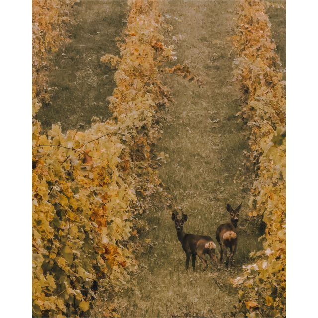 Ozzano Emilia: Guided Cellar Walking Tour with Wine Tasting - Frequently Asked Questions (FAQs)