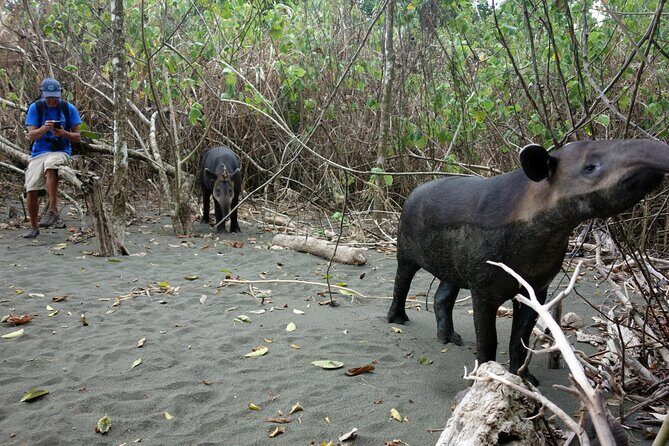 Pacheco Tours - 2 Days 1 Night in Corcovado Sirena From Drake Bay - Experience the Heart of Costa Rica’s Wilderness: Pacheco Tours’ 2-Day, 1-Night in Corcovado’s Sirena Station