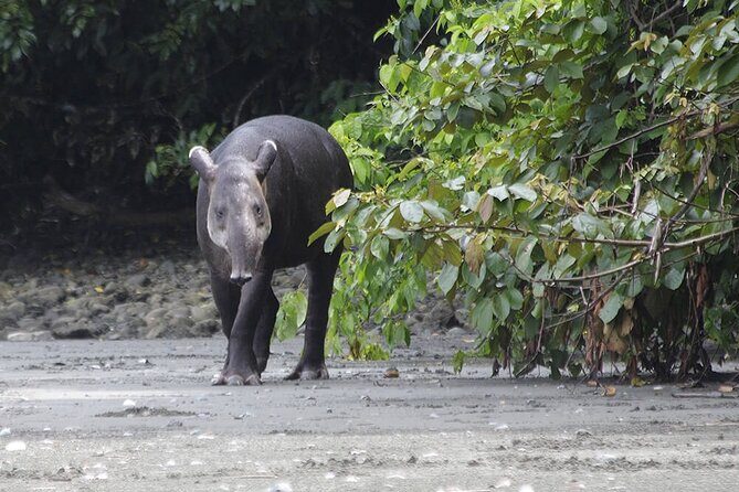 Pacheco Tours - 2 Days 1 Night in Corcovado Sirena From Drake Bay - Key Points