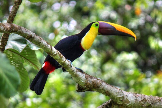 Pacheco Tours - 2 Days 1 Night in Corcovado Sirena From Drake Bay - The Value of Two Days in Corcovado