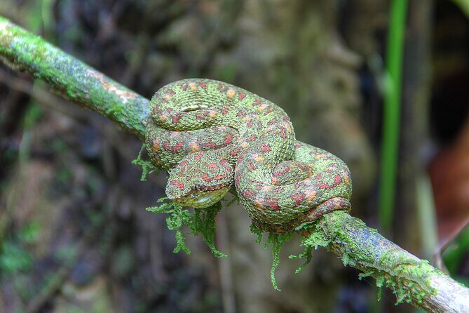 Pacheco Tours - 2 Days 1 Night in Corcovado Sirena From Drake Bay - FAQs