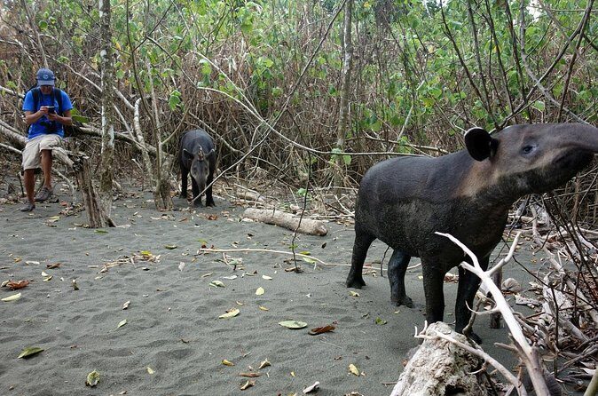 Pacheco Tours - 2 Days 1 Night in Corcovado Sirena From Drake Bay - Final Thoughts