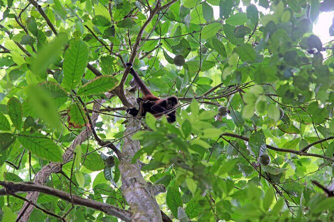 Pacheco Tours - Corcovado National Park Sirena from Drake Bay - FAQ