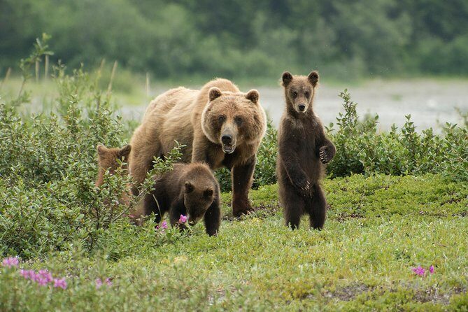 Pack Creek Brown Bear Viewing Juneau - Experience Alaska’s Wild Side with the Pack Creek Brown Bear Viewing Tour from Juneau