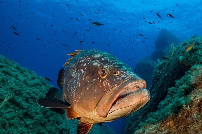 Package of 2 double dives in the Capo Carbonara Marine Protected Area - An Overview of the Experience