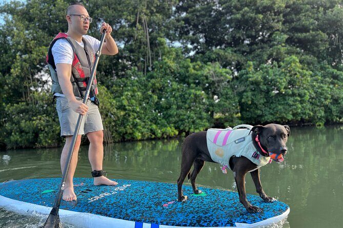 Paddle Board Hale'iwa with Rescue Dogs - An In-Depth Look at the Tour Experience