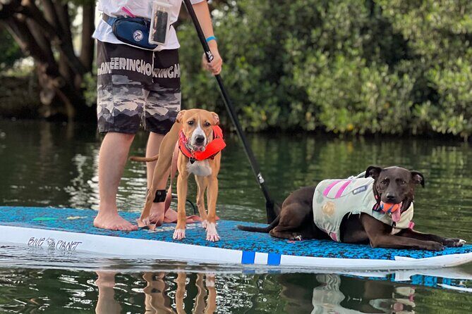 Paddle Board Hale'iwa with Rescue Dogs - FAQs