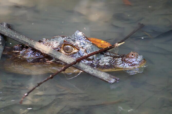 Paddle Through Paradise: Mangrove Kayak Adventure - Detailed Review of the Mangrove Kayak Adventure