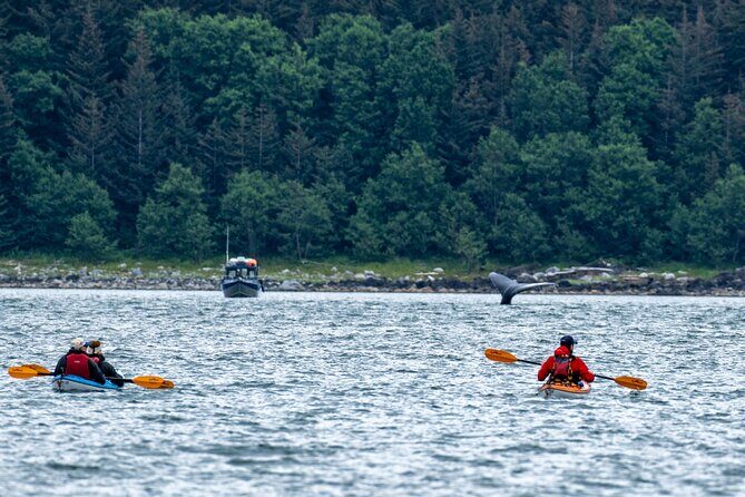 Paddle with Whales Kayak Adventure Juneau - The Value of the Tour