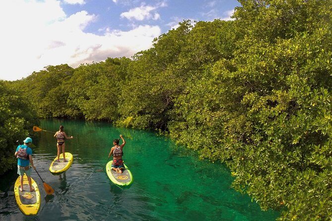 Paddleboard Cenote Tour - An In-Depth Look at the Paddleboard Cenote Tour