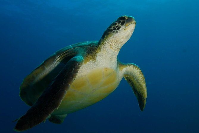 PADI Advanced Open Water Diver Course (AOWD) - 2 days - A Deep Dive into the Tenerife PADI Advanced Open Water Diver Course