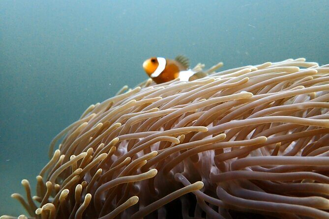 PADI Discover Scuba 2 Times Diving Phuket - The Experience: Authentic and Enjoyable