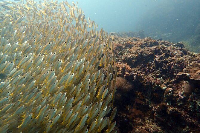 PADI Discover Scuba 2 Times Diving Phuket - Who Should Consider This Tour?