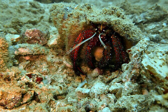 PADI Discover Scuba 2 Times Diving Phuket - The Sum Up