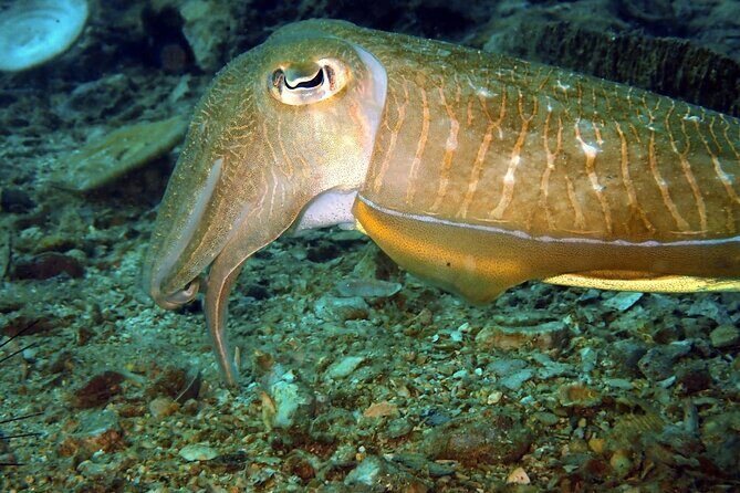 PADI Discover Scuba 2 Times Diving Phuket - FAQs