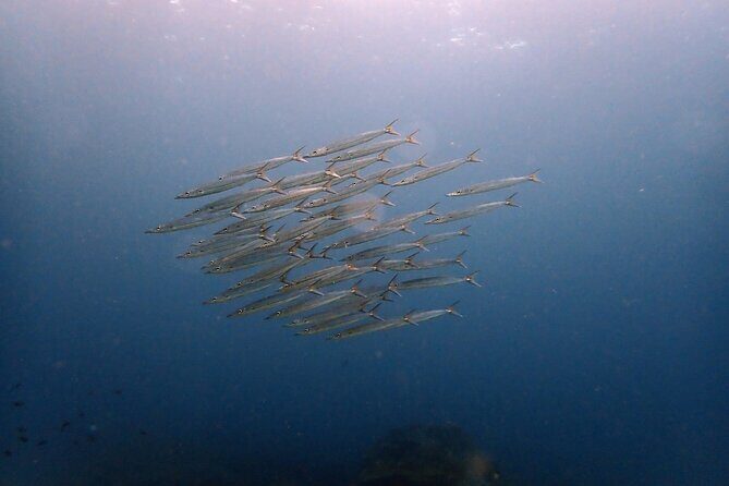 PADI Discover Scuba 3 Times Diving Phuket - Discover Phuket’s Underwater World with the PADI Discover Scuba - 3 Dives Experience