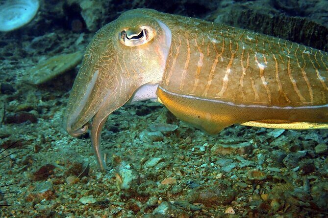 PADI Discover Scuba 3 Times Diving Phuket - Key Points