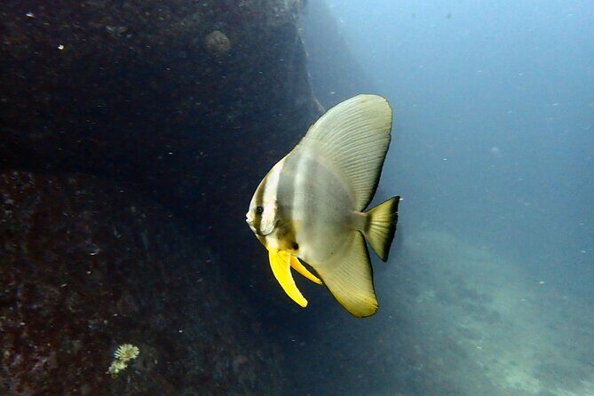 PADI Discover Scuba 3 Times Diving Phuket - FAQ