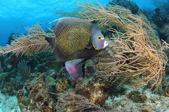 PADI Discover Scuba Dive - Final Thoughts