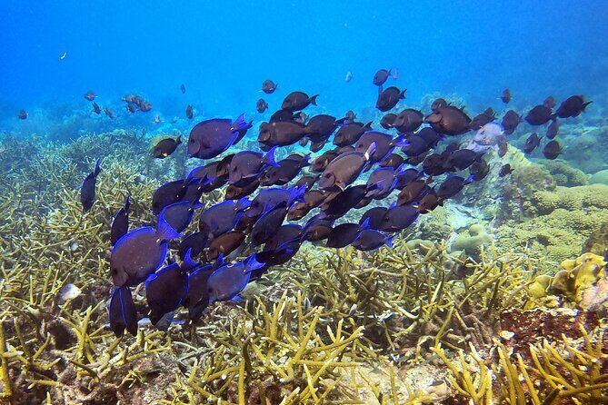 PADI Discover Scuba Dive - Frequently Asked Questions