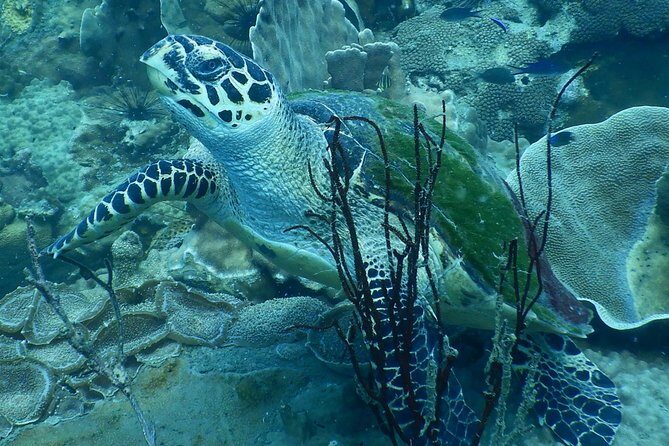 PADI Discover Scuba Dive Experience - A Practical Guide to the Ko Chang Discover Scuba Experience