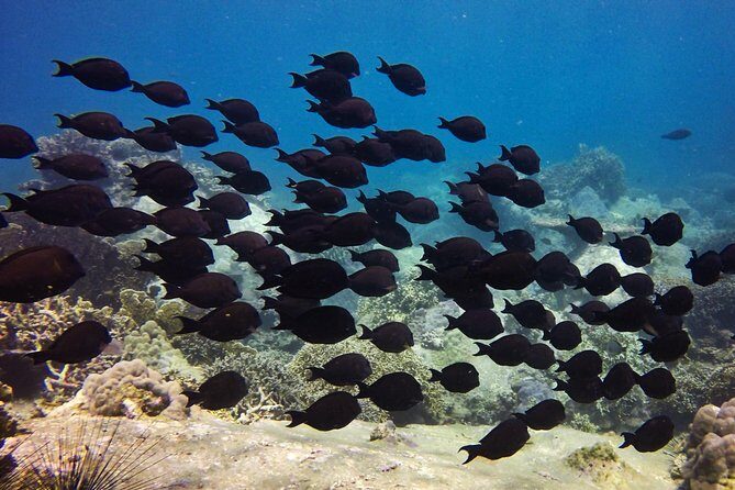 PADI Discover Scuba Diving - introduction program for beginners - FAQs