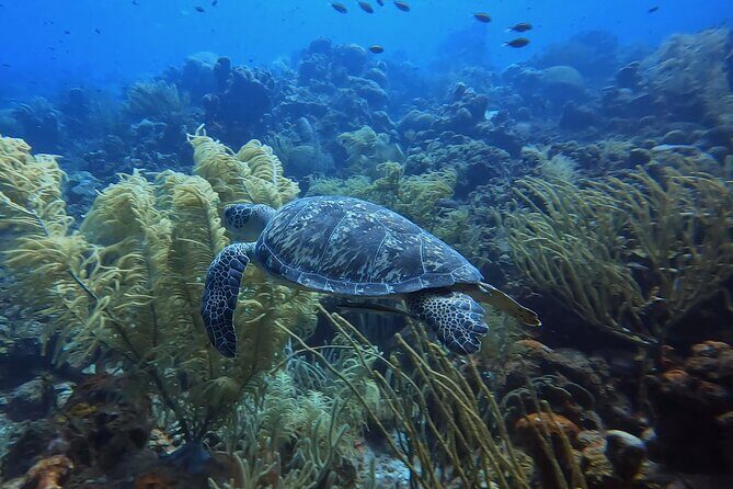 PADI Open Water Course in 3 days - Key Points