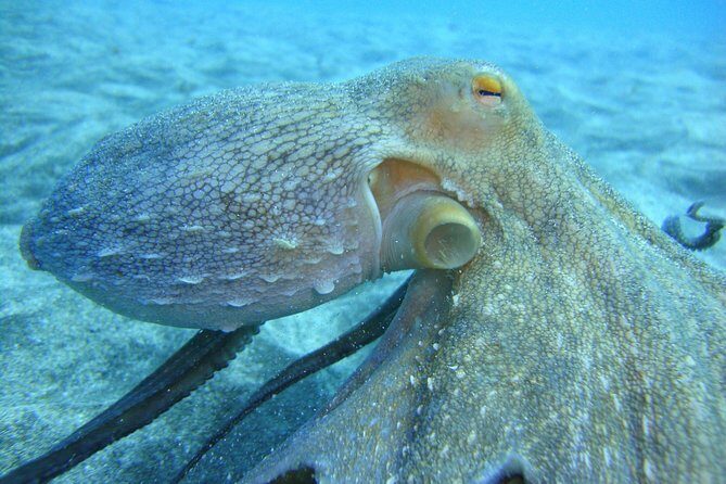 PADI Open Water Course in Costa Adeje - PADI Open Water Course in Costa Adeje: A Complete Dive into the Underwater World