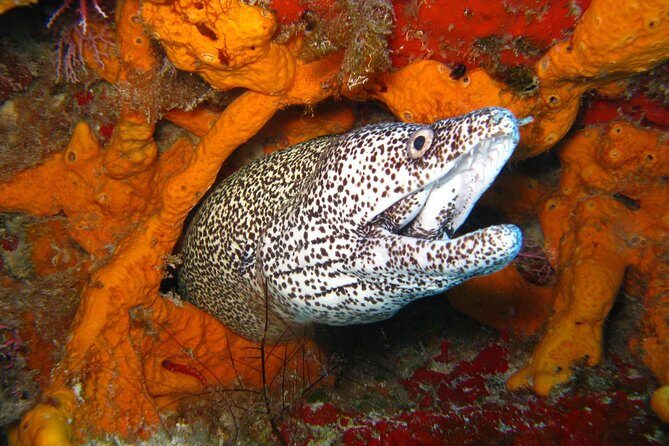 PADI Open Water Course in Costa Adeje - Key Points