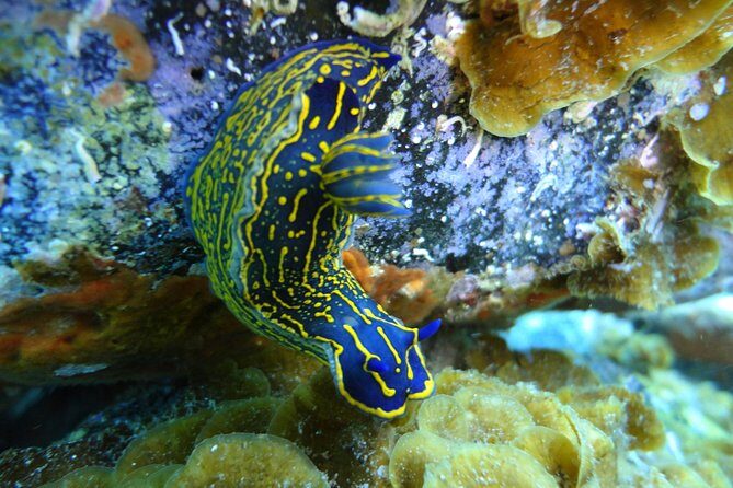 PADI Open Water Course in Costa Adeje - In Summary