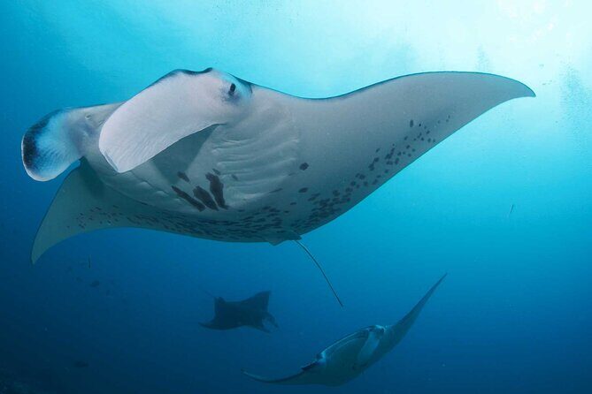 PADI Open water Course in Lembongan - Get certified & dive anywhere in the world - Who Should Consider This Course?
