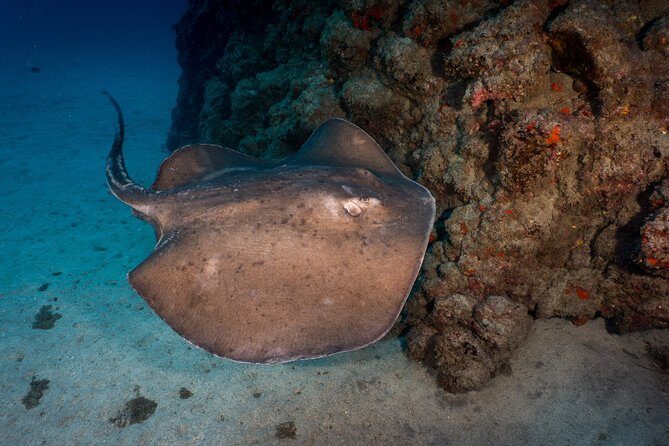 PADI Open Water course in Playa de las Americas - A Closer Look at the Course Experience
