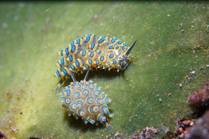 PADI Open water Course in Tulamben - Get certified & dive anywhere in the world - FAQ (Frequently Asked Questions)