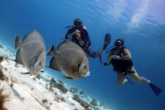 PADI Open Water Diver Course - FAQ