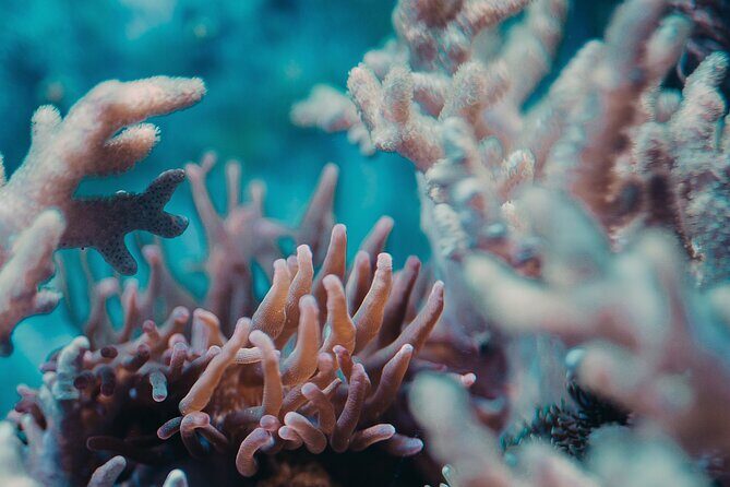 PADI Open Water Diver Course | For beginners - Who This Tour Is Perfect For