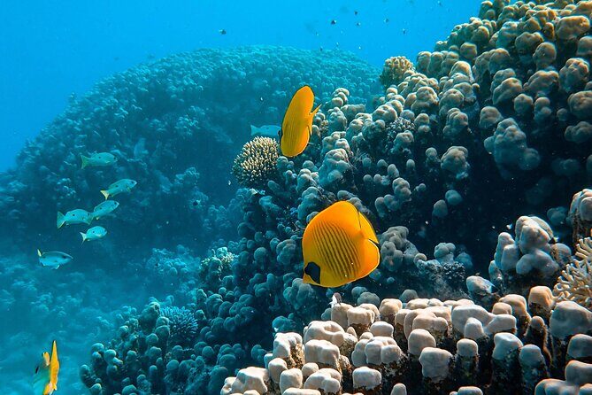 PADI Open Water Diver Course | For beginners - Frequently Asked Questions