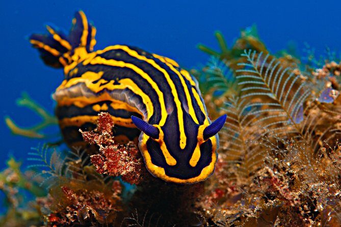 PADI Open Water Diver Course (OWD) - 2 days - Who Will Love This?