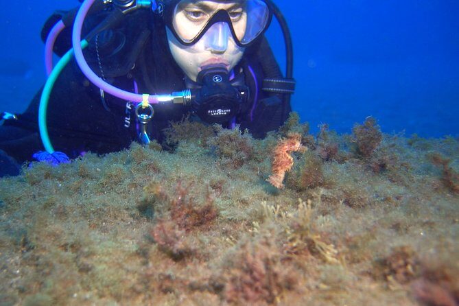 PADI Open Water Diver Course (OWD) - 2 days - Final Thoughts: Is It Worth It?