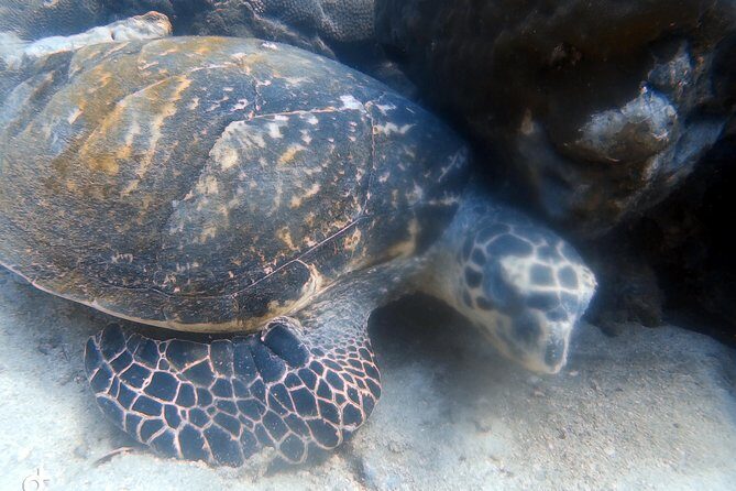 Padi open water diver course (Start at Ko Kut) - Exploring the Koh Kood PADI Open Water Diver Course in Detail