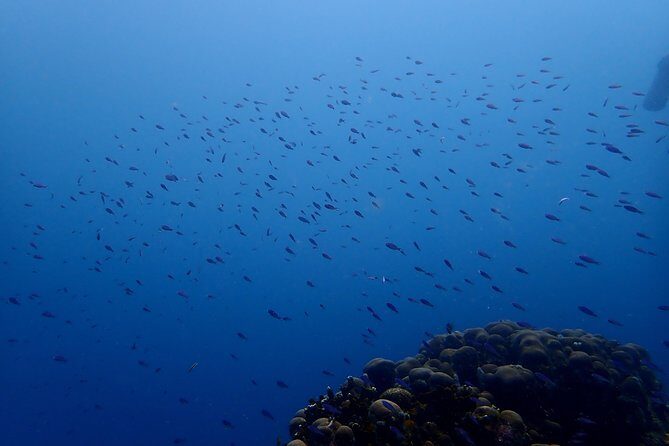 PADI Open Water Diving Course - An In-Depth Look at the Cartagena PADI Open Water Course