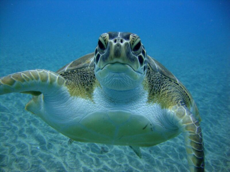 PADI Open Water Diving Course Tenerife - PADI Open Water Diving Course Tenerife