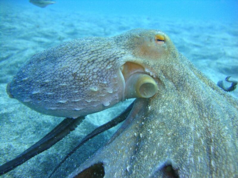 PADI Open Water Diving Course Tenerife - The Itinerary: A Day-by-Day Breakdown
