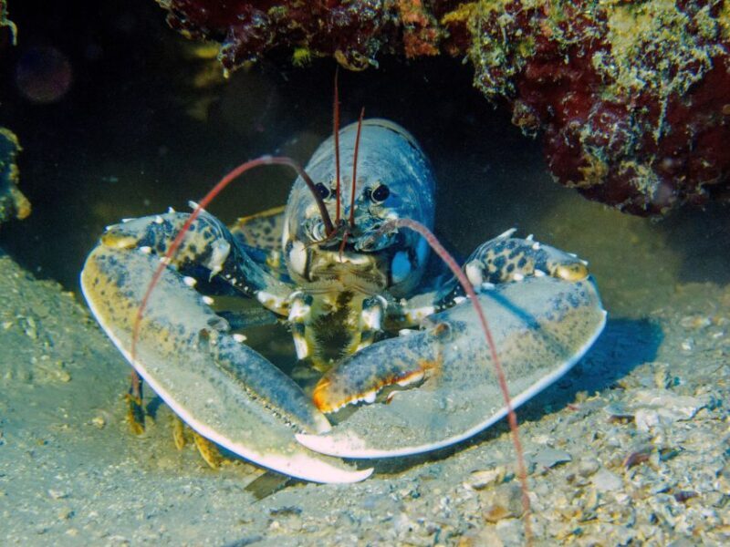 PADI Open Water Diving Course Tenerife - What’s Included and Practical Details