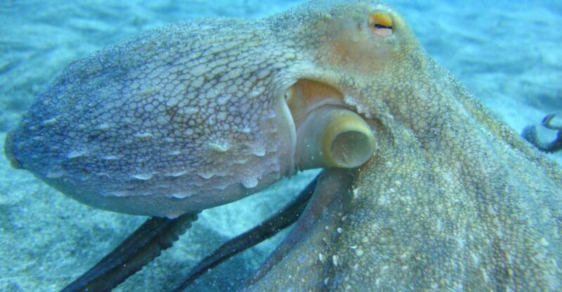 PADI Open Water Diving Course Tenerife - Who Should Consider This Course?