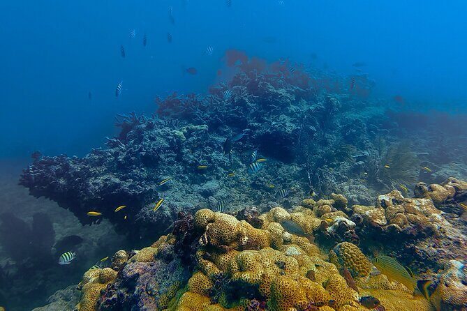 PADI Refresher Course - Why Choose This Experience?