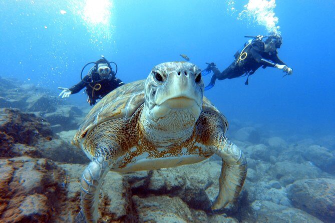 PADI Scuba Dive Course in Costa Adeje - Practical Details and Considerations