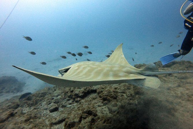 PADI Scuba Dive Course in Costa Adeje - FAQs